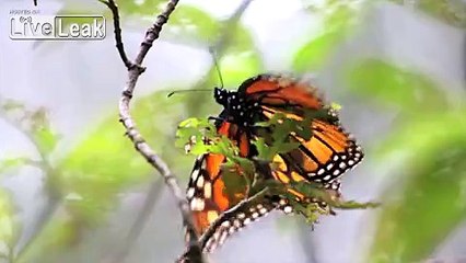 "Intelligent Design"