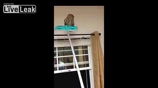 Guy finds owl in Kitchen (UPDATED SCARIER VERSION)