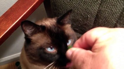My Cat Lovin His Daily Catnip