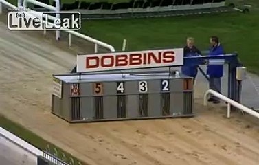 Racing Greyhound Falls and Still Comes in First (Better Quality Vid)