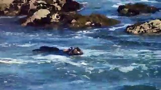 Sea otter breaking open mussels