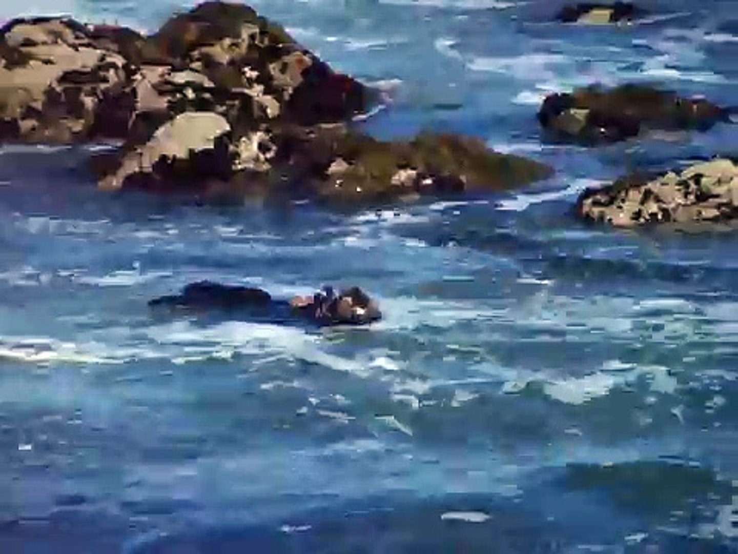 ⁣Sea otter breaking open mussels