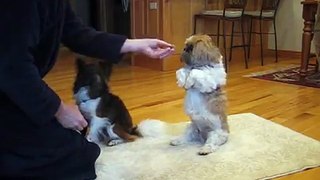 Shih Tsu and Papillon Dog Tricks: (Give 5 - Give Leg)