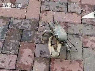DON'T BE CRABBY - Biggest Land Crab he's ever Seen