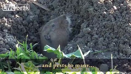 Heron Kills Four Gophers  -  Move Over Stephen King