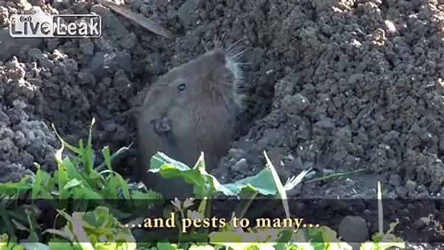 Heron Kills Four Gophers - Move Over Stephen King