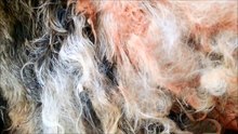Maggots on Dog