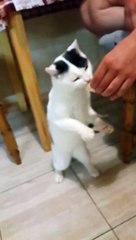 Котик їсть морозиво. Кот смешно ест мороженое. Cat eating ice-cream.