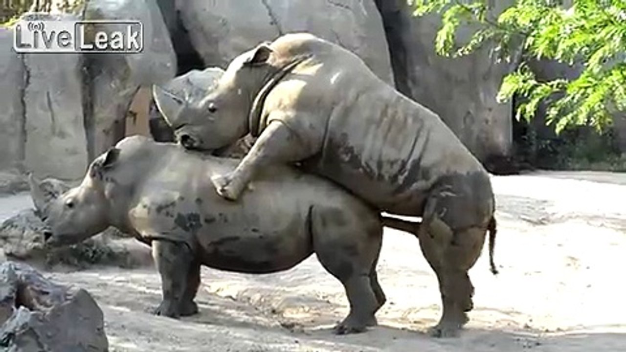 **A DAY AT THE INDY ZOO**