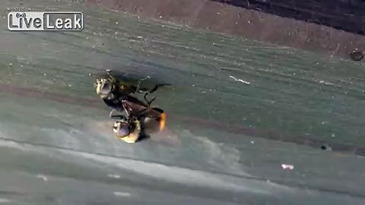 Bee Porn!