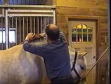 How To Cut a Norwegian Fjord Horse Mane - Part 2 of 2