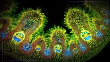 Birbirinden İlginç 9 Mikro Canlı ve Oluşum