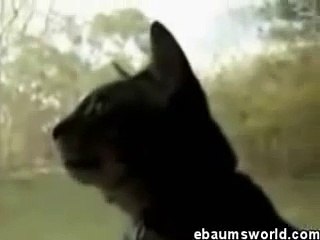 barking cat