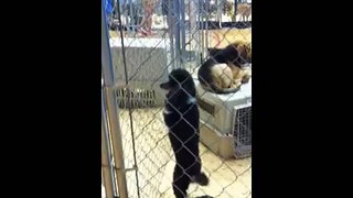 Dancing poodle wants to be adopted!  Video by pet expert Harrison Forbes