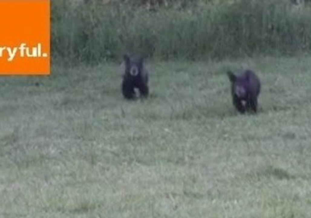 Bear Cubs and Fawns Head for a Hike