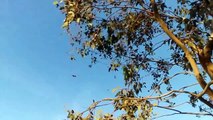 F-22 Raptor vertical takeoff Chino Airport,CA 2015