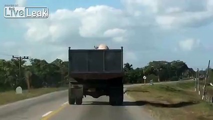 Pig's Daring Escape From Truck On Its Way To Slaughterhouse