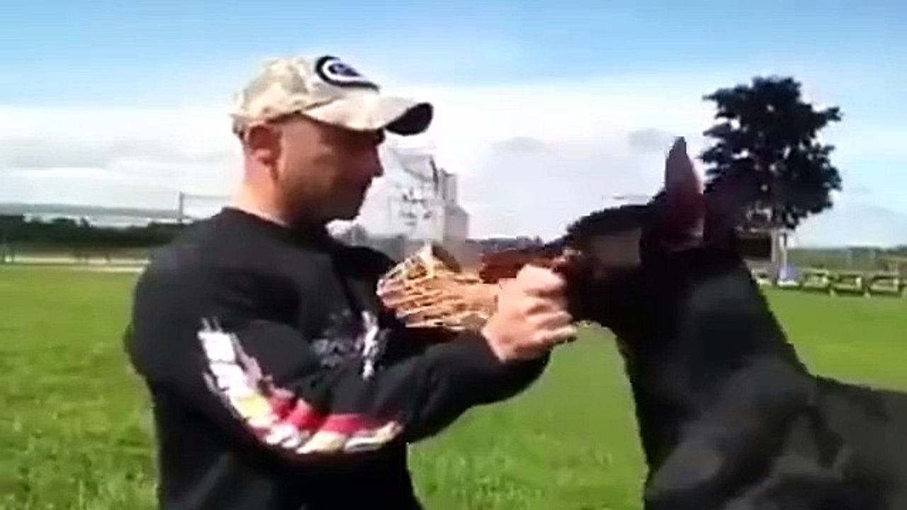 Extremely well trained dog!