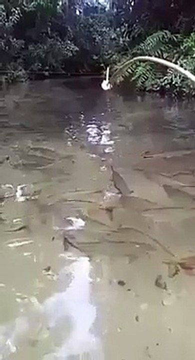 Fish jump