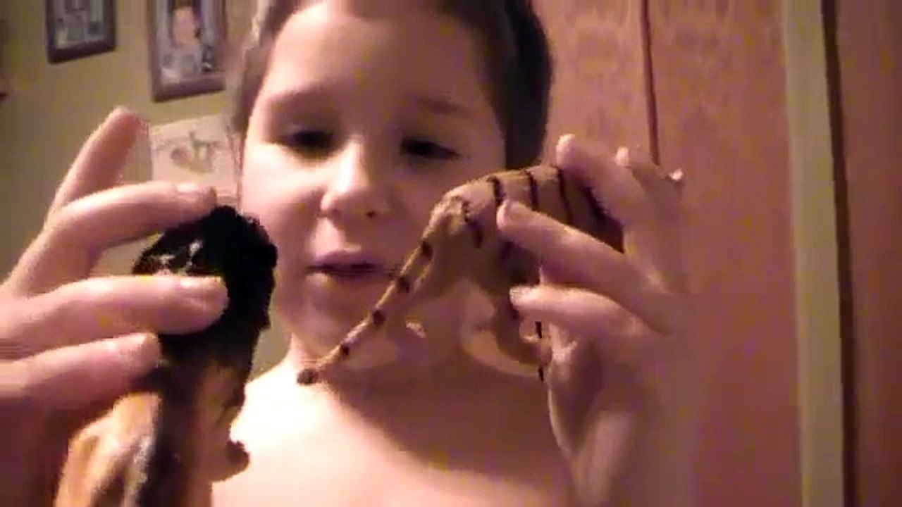 Animal Face-off