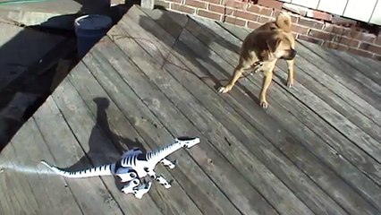Animal Face-Off:  Roboreptile vs Pug dog 2011