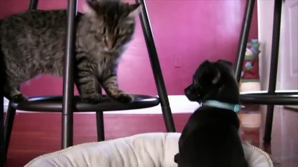 Cute Puppy Playing Tag With Cat - Helpful Dog Gets Ready to Play Frisbee by Jackson?