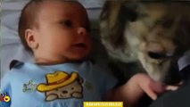 Baby CAt & Dog-Funny videos that will make you laugh so hard you cry