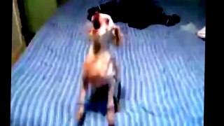 funny dog videos that will make you laugh so hard you cry or grin #9
