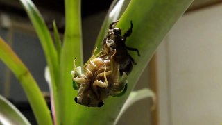 蝉の羽化　Cicada  (HD)