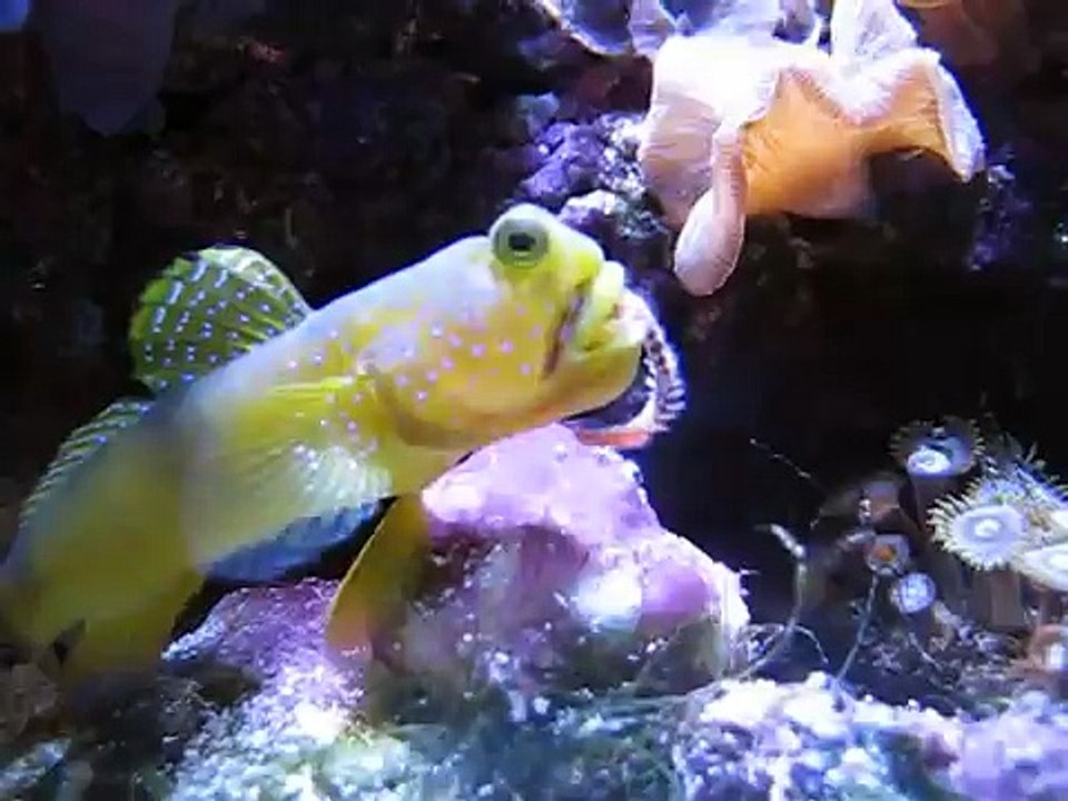 Yellow Watchmen Goby eats a bristleworm