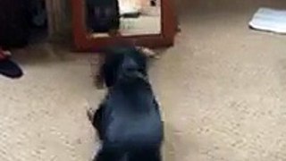 My funny dachshund in the mirror