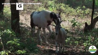 Trailer Nature Documentary: Friendship - Animal Odd Couples full HD english subtitles