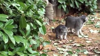 Pallas Cat Kittens - 11 weeks old pt1