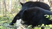 September 25, 2011 - Lily the Black Bear - Faith Searches for Grubs
