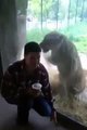 Angry Lioness Paws At Zoo Enclosure Glass