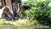 Trentham Monkey Forest baby monkeys - Baby Cam: Week 10