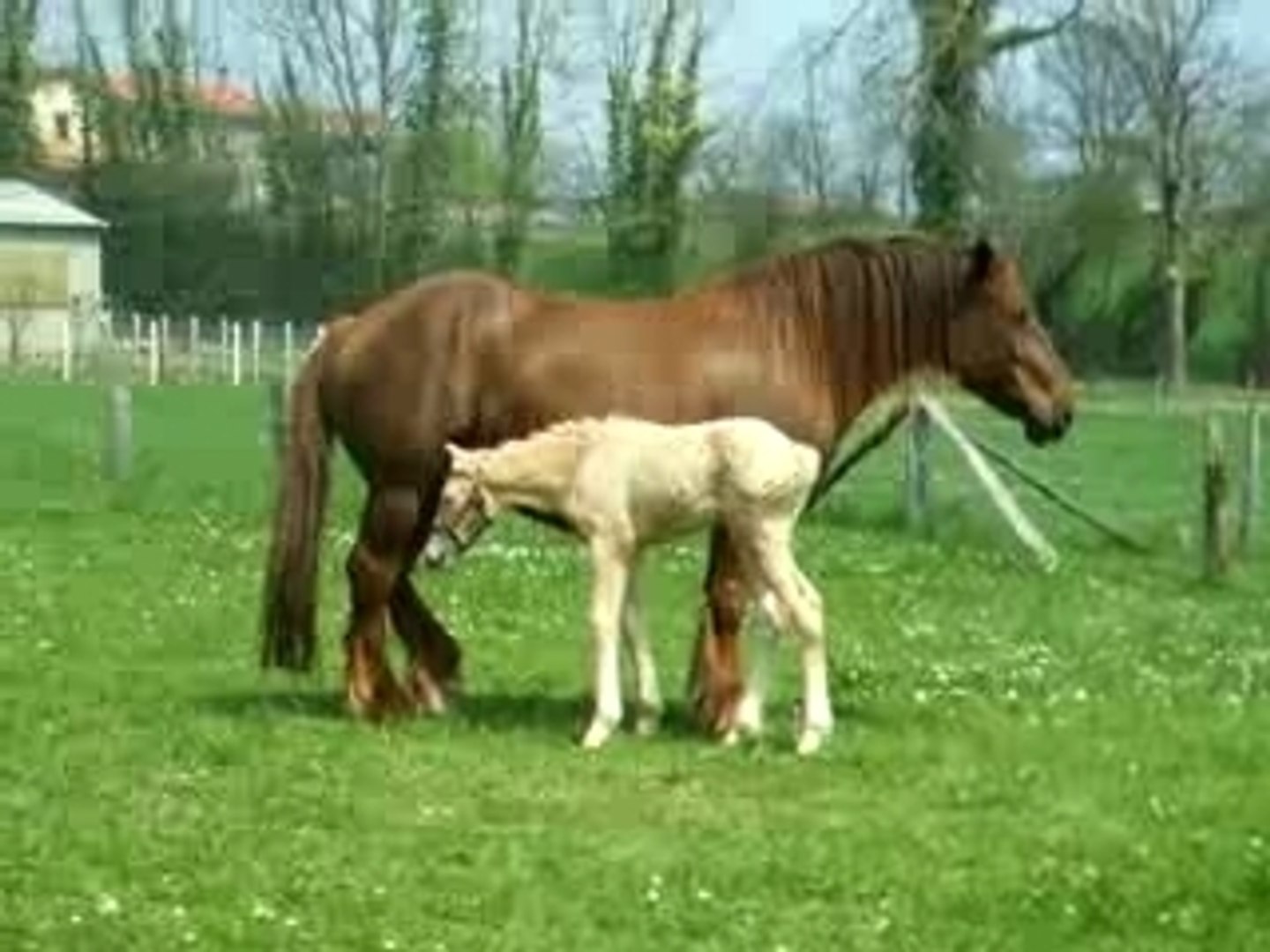 Maman GALANTE et sa fille TILLIS