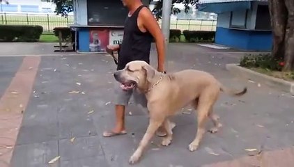 T-Onlinede-TV-fbdown.net