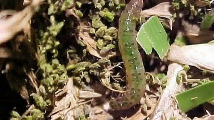 Army Worm Eradication by Daleys turf Australia