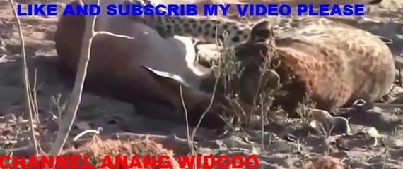 Huge African Lion vs American Black Bear Tiger vs lion pictures