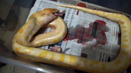 Burmese Python eating little bunny without skin Pt.2