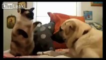 Funny Cats And Dogs - Cute Dogs and Cats Video