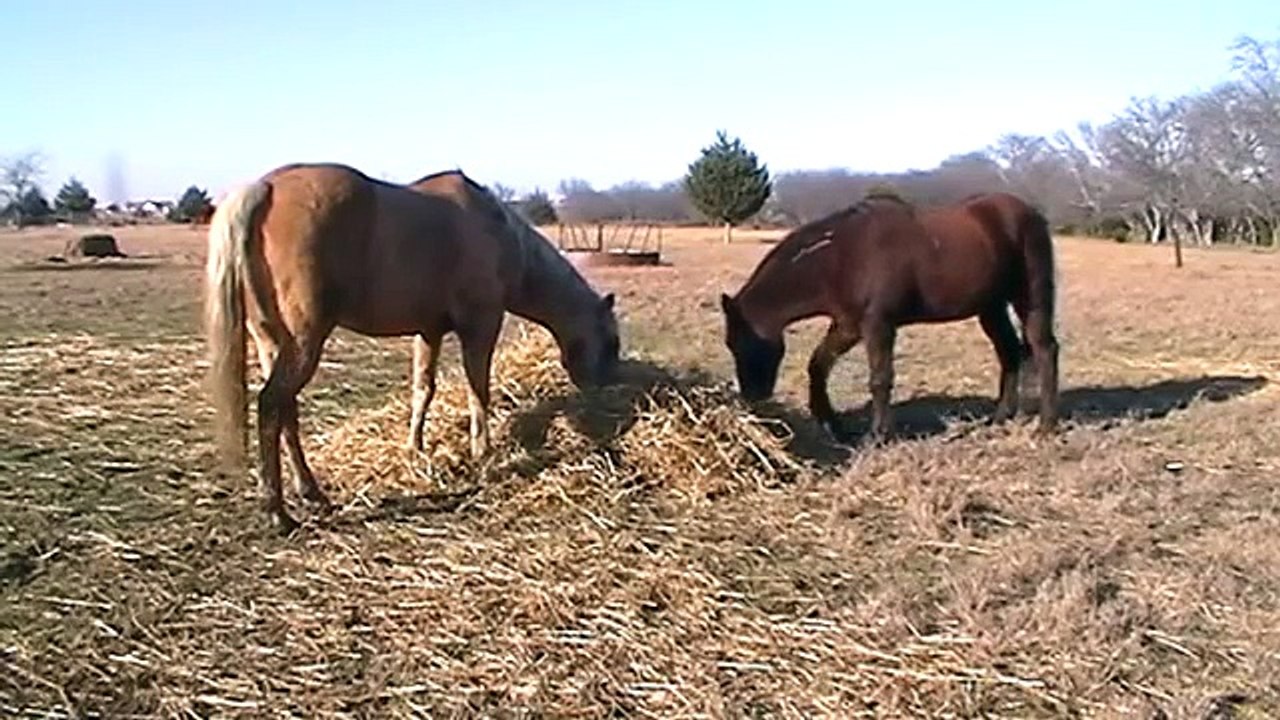 How Much Hay Do You Feed A Horse - Free Choice - Winter Feeding for Heat  Part 2