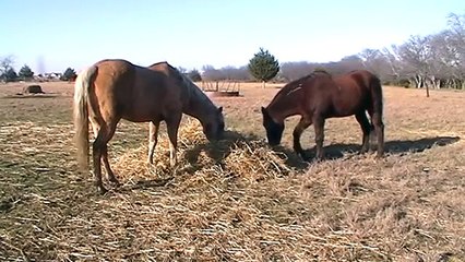 How Much Hay Do You Feed A Horse - Free Choice - Winter Feeding for Heat  Part 2