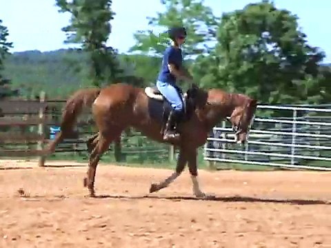 Carolina Sport Horses Zoe Cantering. Flying Lead Changes.
