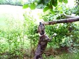 staffordshire bull terrier tree hanging