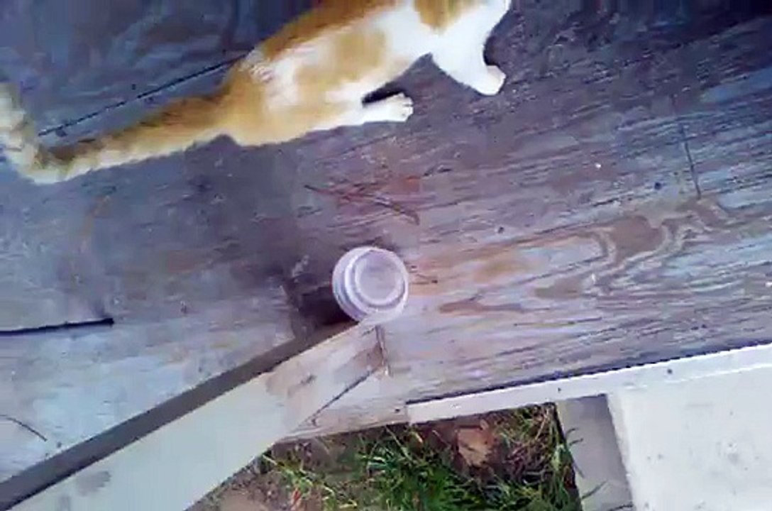 Vivious Cat Attacks Owner hard