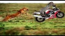 Funny Animals Compilation | Funny Animals Cartoons Compilation for Kids, Babies, Toddlers