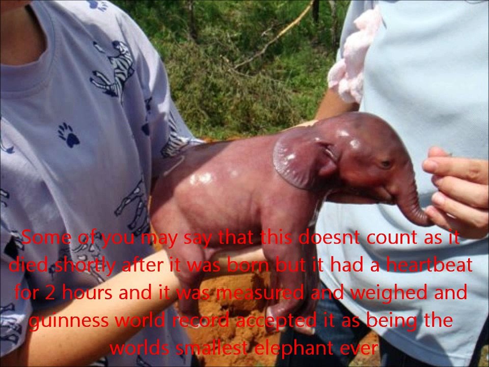 Worlds Biggest and Smallest Animals