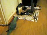 Parrot scares a cat